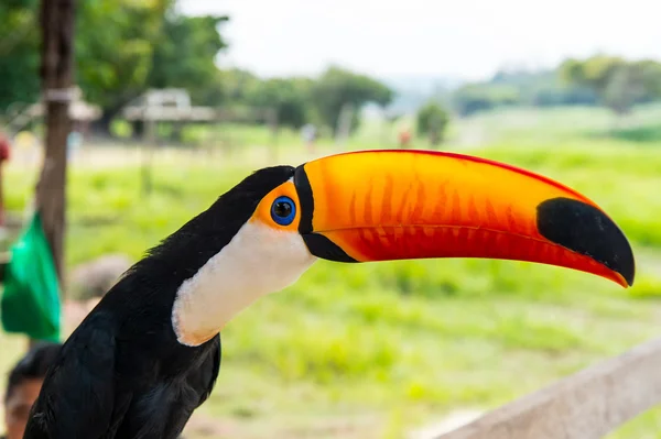 Oiseau drôle de toucan — Photo