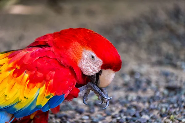 Papagaio ara vermelho ao ar livre — Fotografia de Stock