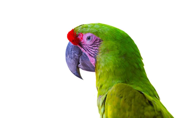 Зелений і червоний ара папуга на відкритому повітрі — стокове фото
