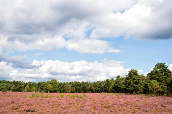 Çiçek açan fundaları, doğal arka planı olan Heathland. — Stok fotoğraf