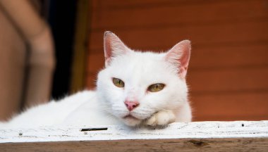 Beyaz kedi tahtada yatıyor.