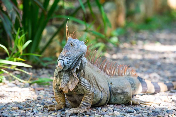 Lagarto verde salvaje o iguana —  Fotos de Stock