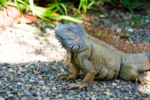 Lagarto verde salvaje o iguana —  Fotos de Stock