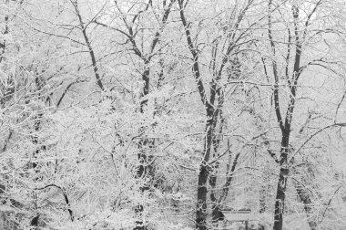 Beyaz kar ile çıplak ağaca