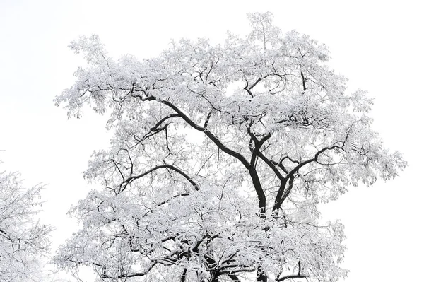 Beyaz kar ile çıplak ağaca — Stok fotoğraf
