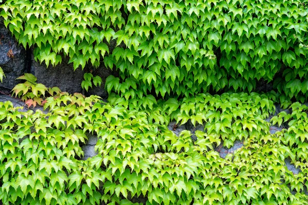 Grüne Schlingpflanze an steinerner Wand — Stockfoto