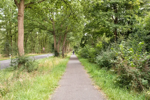 Ciclist in green trees alley — Stock Photo, Image