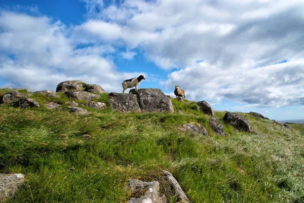 Овцы на каменистой зеленой траве — стоковое фото