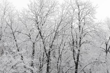 Beyaz kar ile çıplak ağaca