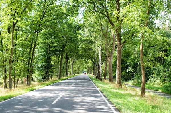 Car in green trees alley — Stock Photo, Image