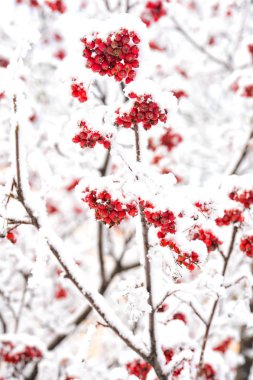 kırmızı ahududu ve beyaz kar