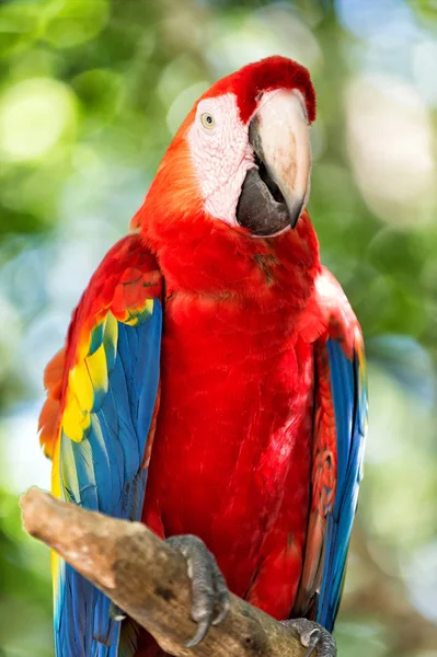 Röd, blå, gul ara papegoja utomhus — Stockfoto