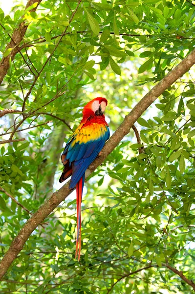 Czerwony, niebieski, żółty papugi ara odkryty — Zdjęcie stockowe