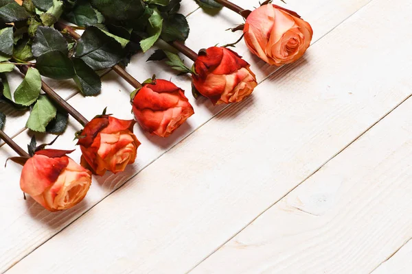 Schöne Rosen zum Valentinstag — Stockfoto