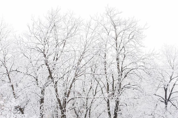 Gołe drzewa z snow biały — Zdjęcie stockowe