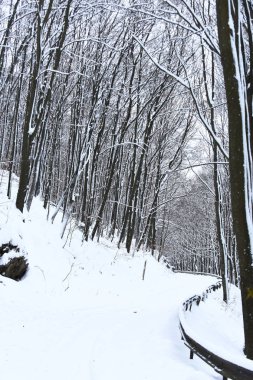 Kış ormanında karlı patika