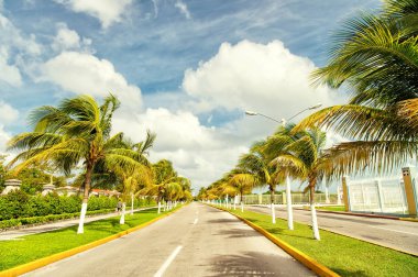 Yol kenarında rüzgarda savrulan palmiye ağaçları
