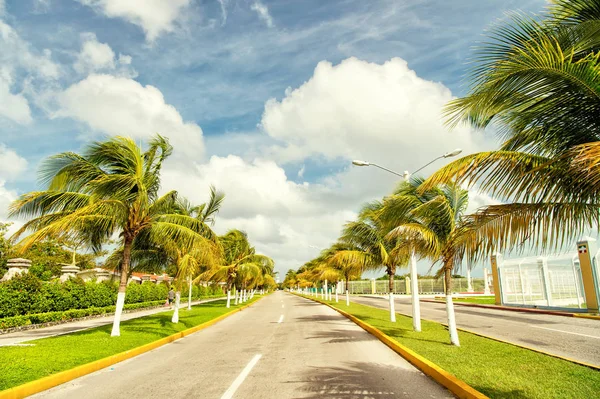 Palmeras en el viento cerca del camino — Foto de Stock