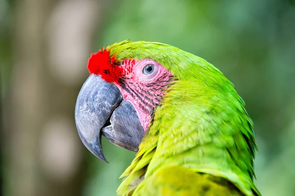 Arara verde papagaio arara ao ar livre — Fotografia de Stock