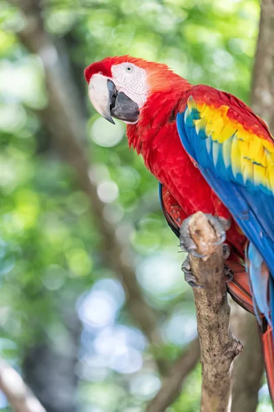 Röd, blå, gul ara papegoja utomhus — Stockfoto