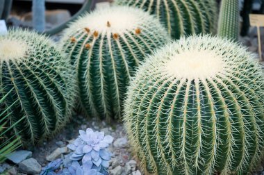 dikenler ile yeşil dikenli kaktüs çiçek