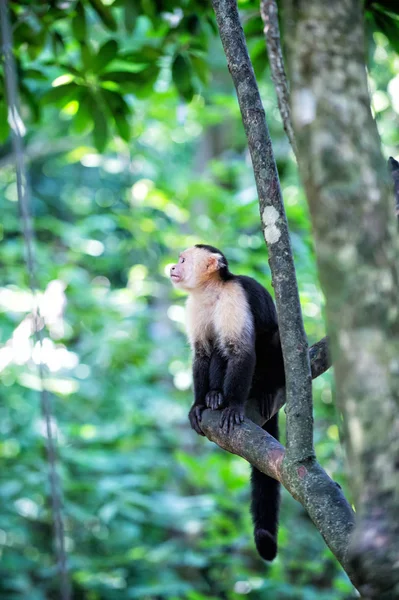 Macaco-aranha na árvore com folhas verdes — Fotografia de Stock