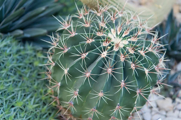 Flor de cacto spiky verde com espinhos — Fotografia de Stock