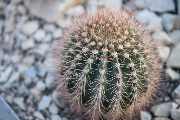 Zielony Kaktus kolczasty kwiat cierniem — Zdjęcie stockowe