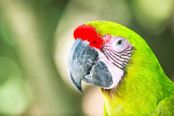 Arara verde papagaio arara ao ar livre — Fotografia de Stock