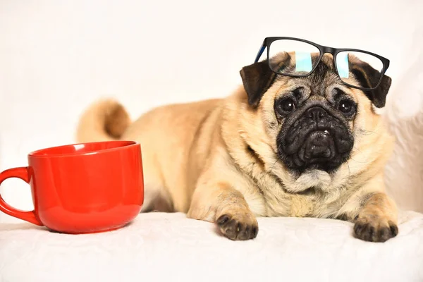 Lindo perro pug con taza roja —  Fotos de Stock