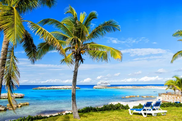 Palmera verde en la playa soleada — Foto de Stock