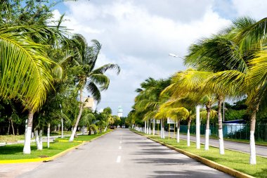 sokak yol ya da parça ile yeşil palmiye ağaçları, Cozumel, Meksika