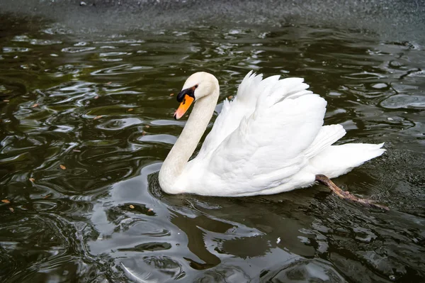 Vackra swan fågel med vit fjäder simma i vatten — Stockfoto