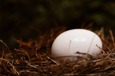 Küçük yuvada beyaz yumurta. Mutlu Paskalyalar