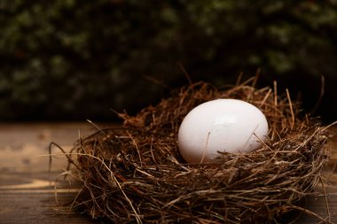 Küçük yuvada beyaz yumurta. Mutlu Paskalyalar