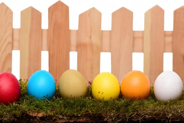 painted easter colorful eggs on wooden fence with green moss