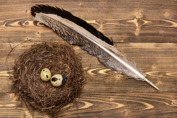 Quail eggs in nest with writing feather, easter — Stock Photo, Image