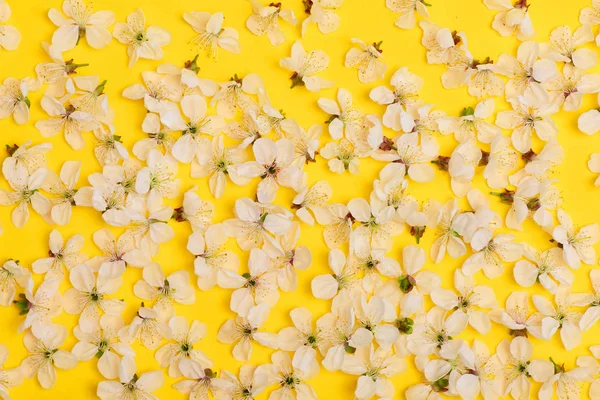 黄色の色に自然なフローラル背景としてチェリー、アプリコットの花 — ストック写真