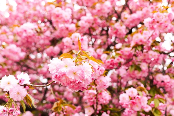 Ağaç dalı kiraz çiçeği sakura, pembe çiçekler — Stok fotoğraf