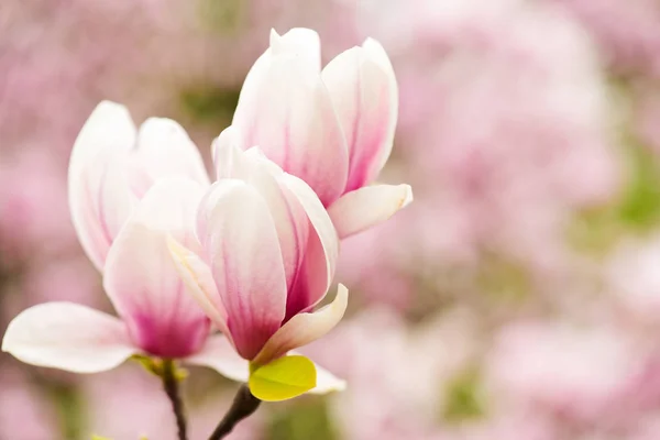 Fiore di magnolia o fiore rosa su sfondo sfocato, spazio copia — Foto Stock