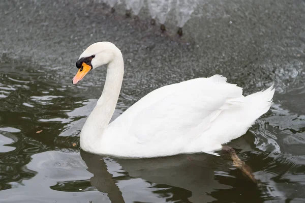 Schöner Schwanenvogel mit weißer Feder schwimmt im Wasser — Stockfoto