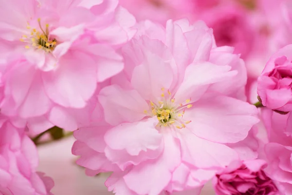 Κεράσι ανθίσει sakura, ροζ λουλούδια ως φυσικό floral φόντο — Φωτογραφία Αρχείου