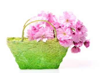 Kiraz ağacı ya da sakura çiçeği, çiçek tasarımı, Japon bahçesi