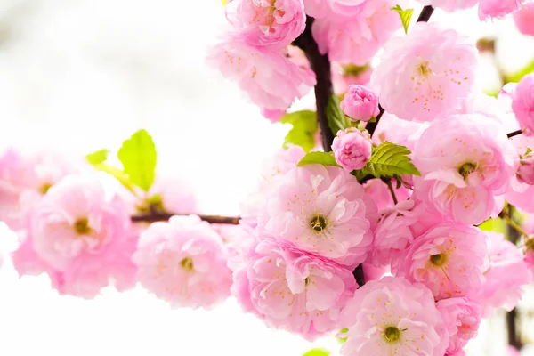 Sakura blossom or pink cherry flower isolated on white background — Stock Photo, Image