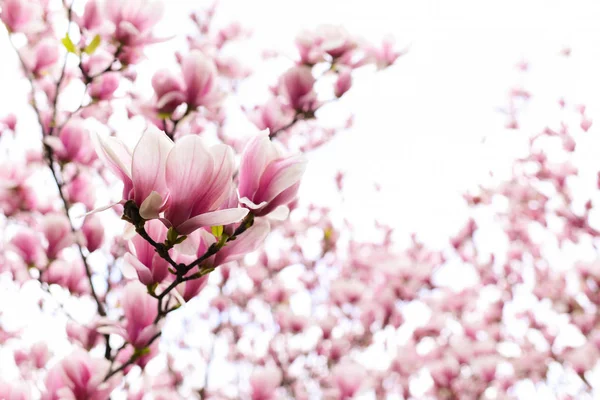 Florescência de flores de magnólia no tempo de primavera no fundo branco — Fotografia de Stock