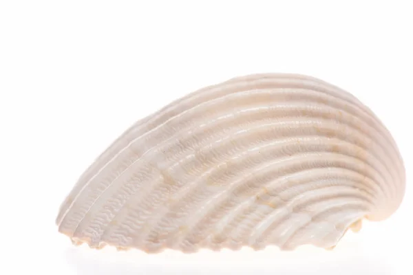Mořská skořápka izolovaná na bílé — Stock fotografie