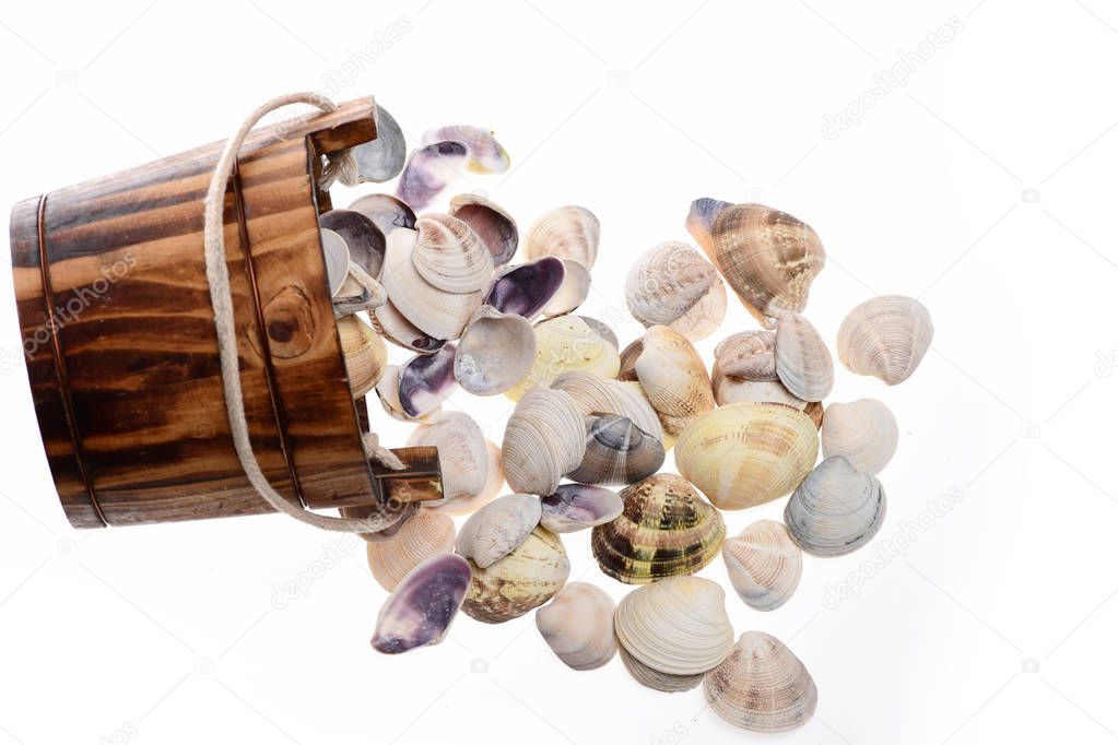 bucket with conch shells isolated