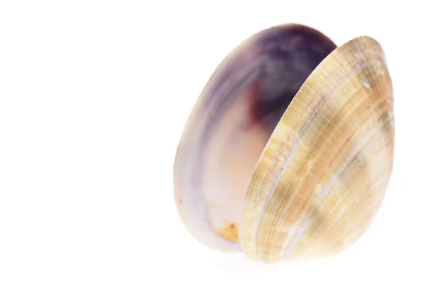 Óceán shell elszigetelt fehér — Stock Fotó