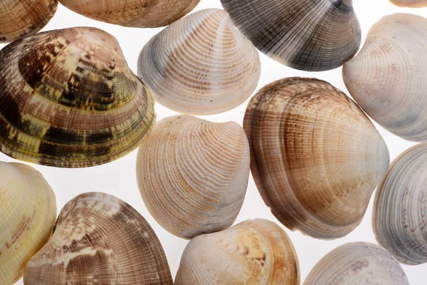 Conjunto de conchas de moluscos oceánicos aislados en blanco —  Fotos de Stock