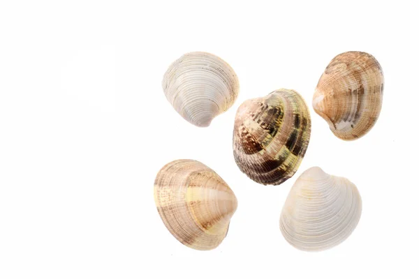 蛤蟆软体动物壳，白色孤立 — 图库照片